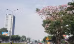 Đẹp 'hút hồn' mùa hoa kèn hồng Sài Gòn