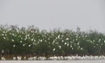 Nhiều năm nay cò trắng tìm về trú ngụ ở rừng bần chua cù lao Bắc Phước