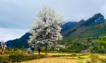 Cây lê cô đơn giữa cánh đồng 