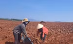 Khu vực đất có lô cao su gần trụ sở UBND xã Hneng (huyện Đak Đoa, tỉnh Gia Lai) được cho là đã bị khai thác trước khi đấu giá
