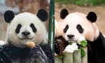 Dàn "đỉnh lưu" vạn người mê giới Pandabiz: Tam Thái tử Manh Lan viral nhờ "vượt ngục"