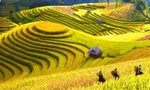Mùa lúa chín rộ đẹp "xỉu dọc xỉu ngang", đã đến lúc xách ba-lô đi Tây Bắc săn ảnh xịn mịn!