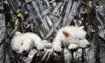 Loài sói dữ trong Game of Thrones được hồi sinh sau hơn 10 ngàn năm tuyệt chủng