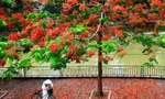 Bài dự thi “Ký ức mùa Hè của tôi”: Ai mang phượng đỏ đi rồi, tôi tìm mùa Hè ở đâu