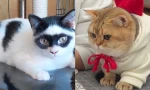 Những người bạn bốn chân “bỏ bùa” dân mạng: Chú mèo đeo mặt nạ như người hùng Zorro!