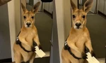 Video con kangaroo có vé nhưng bị cấm bay viral khắp cõi mạng, thực hư ra sao?