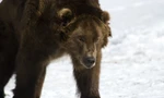 Vì sao gấu không thể ngủ đông, lang thang khắp Siberia ? 