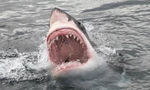 May mắn những người được cá heo và cá voi cứu thoát khỏi hàm cá mập