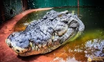 Cá sấu có thể sống hơn 120 tuổi 