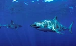 Kỳ lạ hai con cá mập trắng đực cùng nhau bơi đi hàng ngàn dặm 