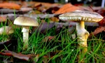 Phát hiện ra thuốc giải độc bởi loại nấm nguy hiểm nhất thế giới 