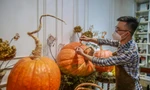 Người dân Thủ đô săn bí ngô 'siêu khổng lồ' giá chục triệu để trang trí Halloween