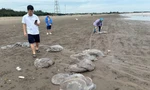 Hàng trăm tấn sứa dạt vào bờ biển, người dân Nam Định đổ xô vớt kiếm tiền triệu