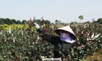 Nông dân cắt hoa hồng tại thôn Hạ Lôi, huyện Mê Linh.