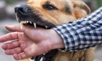 Chó nuôi phát dại cắn liên tiếp 6 người ở Hà Nội 
