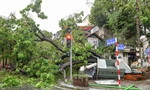 Chủ tịch Hà Nội yêu cầu khẩn trương trồng lại cây xanh nghiêng, đổ sau bão
