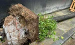 Cây xanh Hà Nội đổ lộ nguyên bầu đất: Thiếu trách nhiệm hay đúng kỹ thuật?