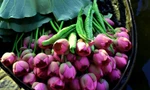 Hà Nội lần đầu tổ chức Lễ hội sen quy mô lớn 