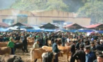 Chợ bò hàng tuần là nét đặc trưng tại Mèo Vạc (Hà Giang)