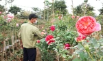 Vựa hoa lớn nhất Hà Nội tất bật vụ hoa Tết