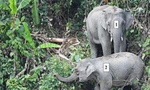 Phát hiện đàn voi quý hiếm tại Quảng Nam
