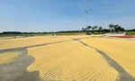 Làm đường tiền tỷ chỉ để… phơi lúa? 