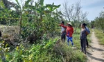 Dự án đường cao tốc Cần Thơ – Hậu Giang: Hàng chục nghìn cây mai trồng 'bất thường'