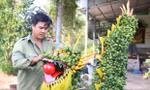Quất hình rồng phục vụ Tết hút khách 