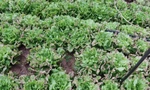 Ðiều tra vụ 'đầu độc' hơn 130.000 cây xà lách 