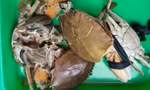 Cua nuôi ở Cà Mau chết bất thường 