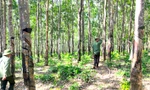 Tìm người chiếm gần 360 ha đất rừng phòng hộ để trồng cao su