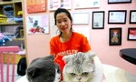 Giới trẻ phố núi khởi nghiệp với những chú mèo
