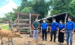 Phó Bí thư Tỉnh đoàn Gia Lai Đỗ Duy Nam (thứ hai từ trái qua) tặng bò giống cho thanh niên nghèo xã Ia Pia, huyện Chư Prông