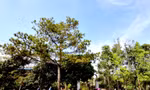 Khám xét nhà đôi vợ chồng 'nhốt' hai cán bộ công an nhiều giờ ở Gia Lai