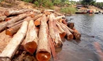Hàng trăm cây gỗ đã bị đốn hạ, tập kết tại bờ sông Sê San
