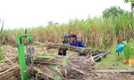 Thu hoạch mía ở Hậu Giang ẢNH: CẢNH KỲ 