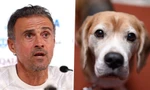 HLV Luis Enrique khiến người Tây Ban Nha tức điên vì muốn về nhà gặp… chó
