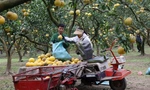 Tất bật thu hoạch giống bưởi đặc sản Thủ đô phục vụ Tết Nguyên đán
