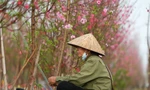 Vườn đào bung nở, nông dân Hà Nội đứng ngồi không yên vì lo mất Tết