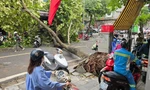 Ô tô đi đường vòng, xe máy lao lên vỉa hè khi phố Hà Nội vẫn la liệt cây đổ gãy sau bão