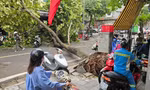 Ô tô đi đường vòng, xe máy lao lên vỉa hè khi phố Hà Nội vẫn la liệt cây đổ gãy sau bão