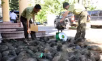 Tổng cục Lâm nghiệp đề nghị các địa phương kiểm soát chặt các cửa khẩu, đường mòn, lối mở, không để động vật hoang dã nhập lậu vào Việt Nam. 