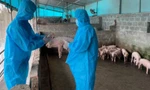 Dịch tả lợn châu Phi đang bùng phát mạnh trở lại tại nhiều địa phương