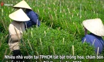 Làng hoa Tết tại TPHCM vào mùa, công nhân mất việc có nguồn thu mới