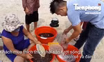 Nhộn nhịp chợ hải sản tươi sống trên bãi biển Đà Nẵng