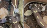 Nhiều người kinh ngạc khi thấy cảnh rắn 2 đầu nuốt 2 con chuột cùng lúc.