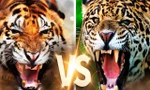 Nếu hổ ác chiến với báo đốm, loài nào sẽ giành chiến thắng?