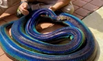 Rắn khổng lồ có màu da lấp lánh như cầu vồng gây "bão" cộng đồng mạng.