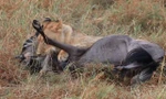 Sư tử hạ sát linh dương đầu bò