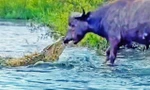 Cá sấu cắn chặt vào mũi trâu rừng.
